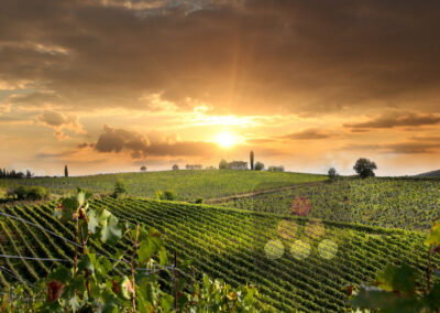 Les principales régions viticoles de France : Le Jura