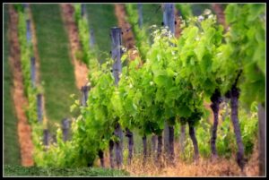 Vignoble Languedoc-Roussillon