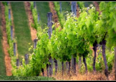 Les régions viticoles de France : le Languedoc-Roussillon