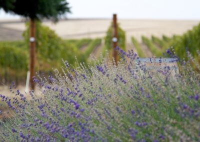 Les régions viticoles de France : la Provence