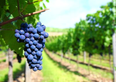 Les régions viticoles de France: le Sud-Ouest