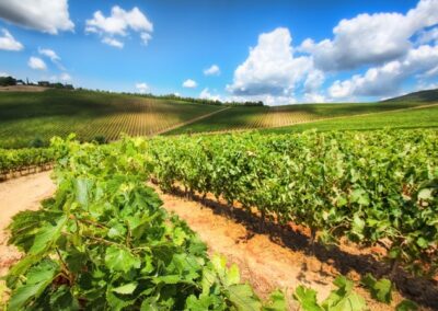 Les régions viticoles de France : la Vallée de la Loire
