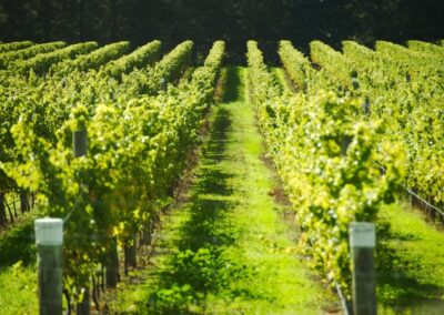 Les régions viticoles d’Italie : la Lombardie
