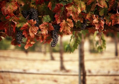Les régions viticoles de France : la Savoie