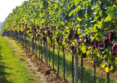 Les régions viticoles d’Italie : la Vénétie