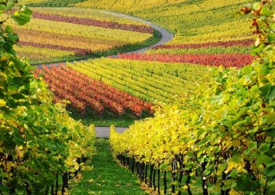 Les régions viticoles de France: la Lorraine
