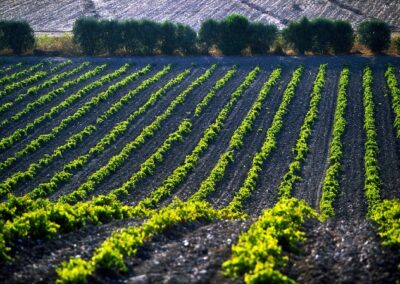 Les régions viticoles d’Italie: la Sardaigne