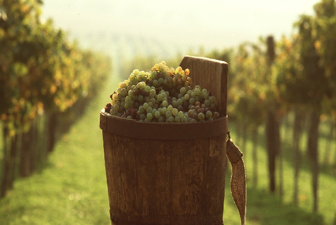 region_viticole_catalogne