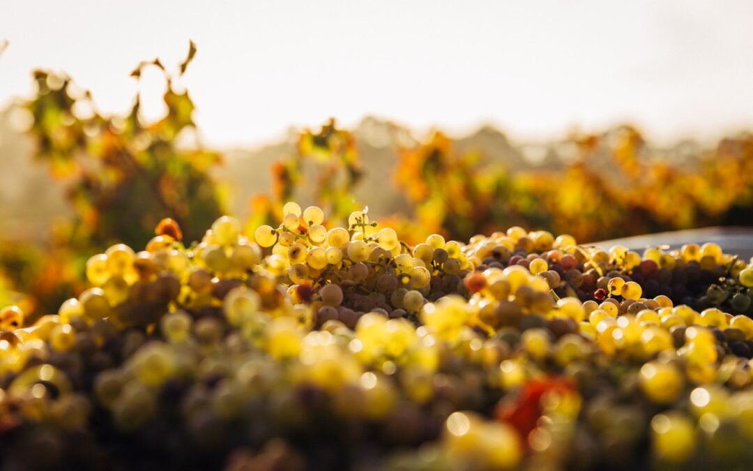 Les changements climatiques impactent la production mondiale de vin