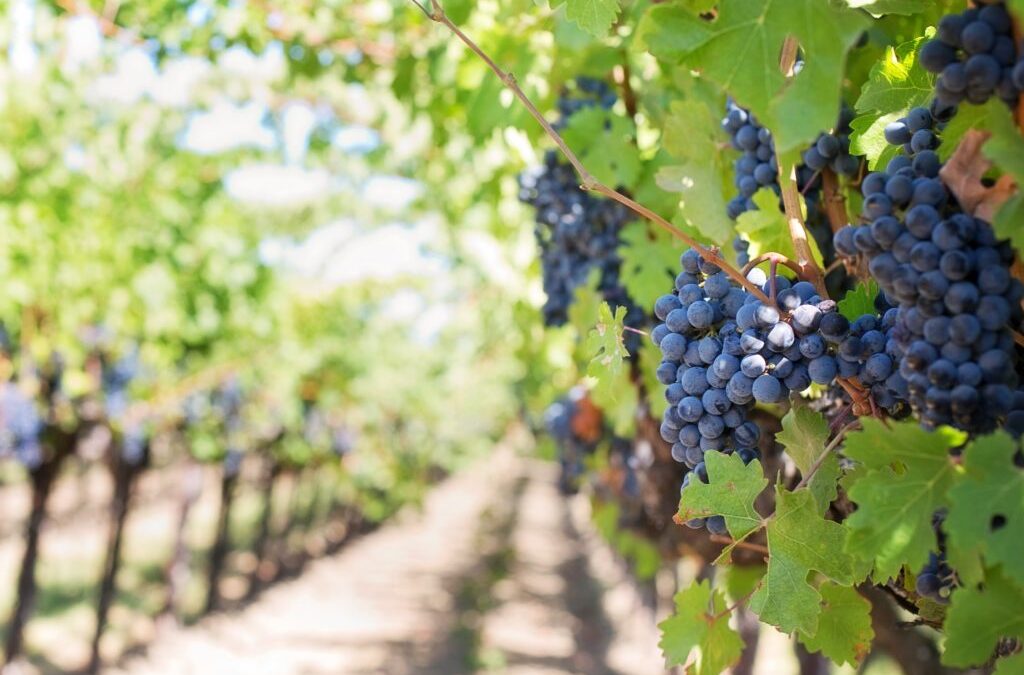 Les vins biologiques et naturels : qu’est-ce qui les différencie ?