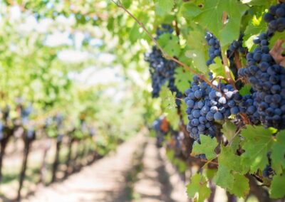 Les vins biologiques et naturels : qu’est-ce qui les différencie ?